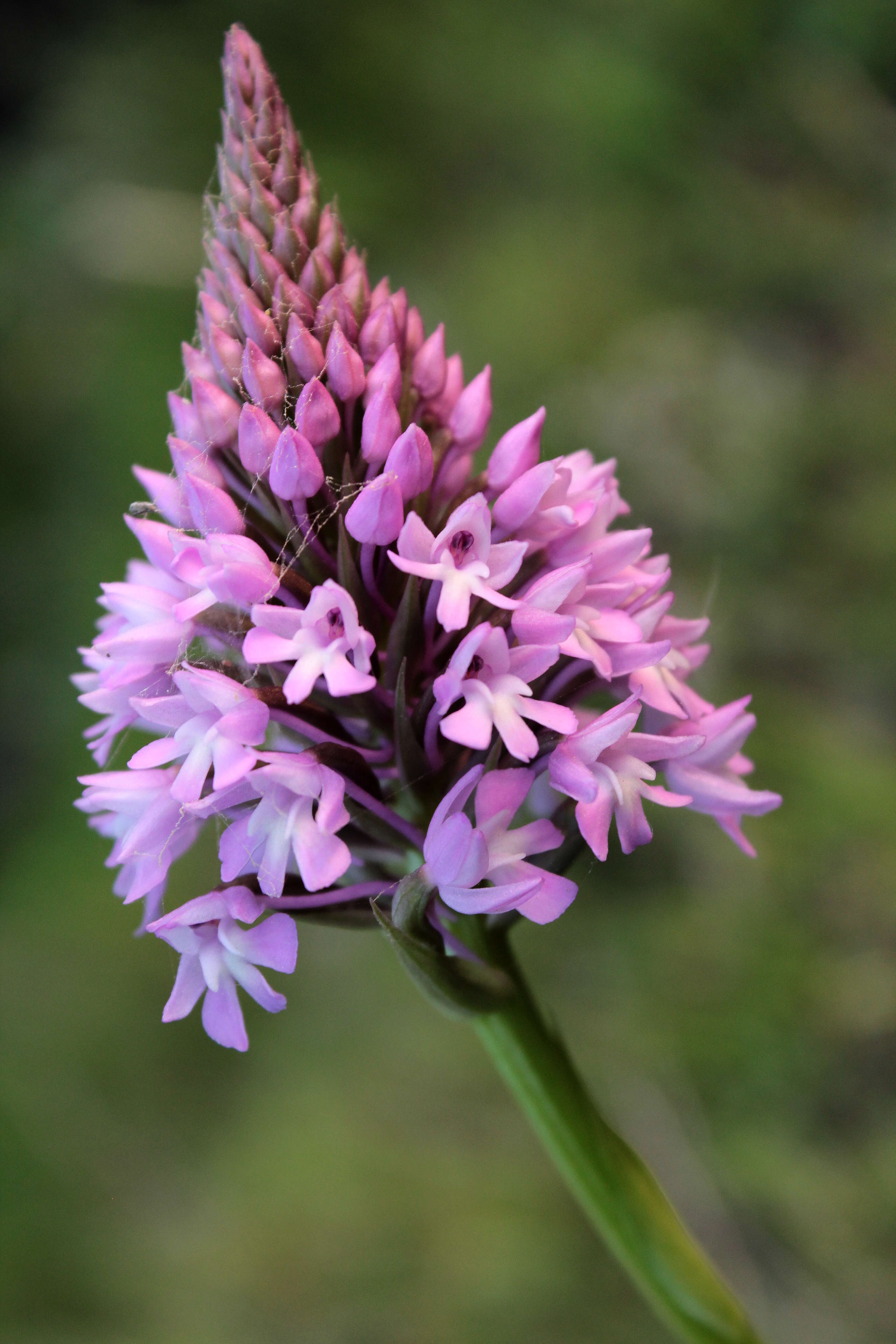 صورة Anacamptis pyramidalis (L.) Rich.