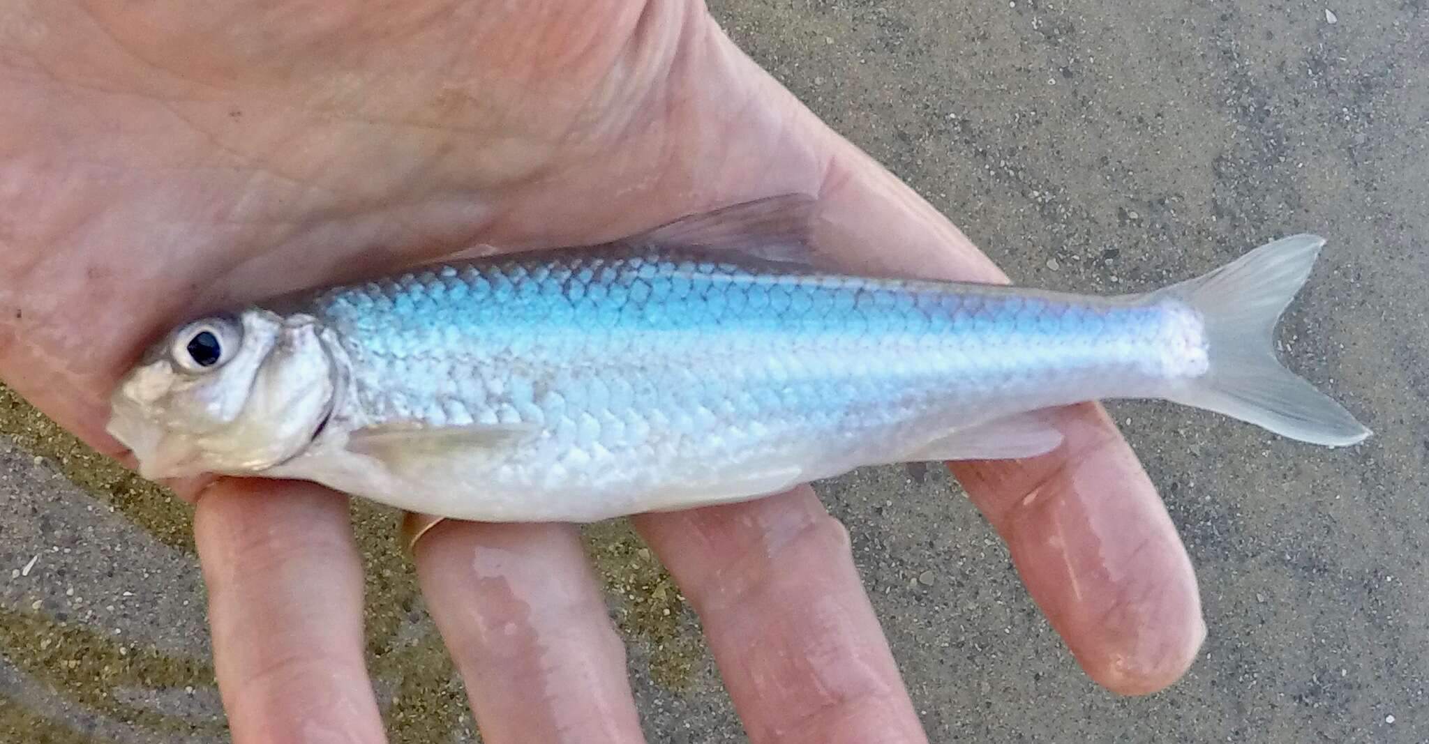 Image of Silver chub