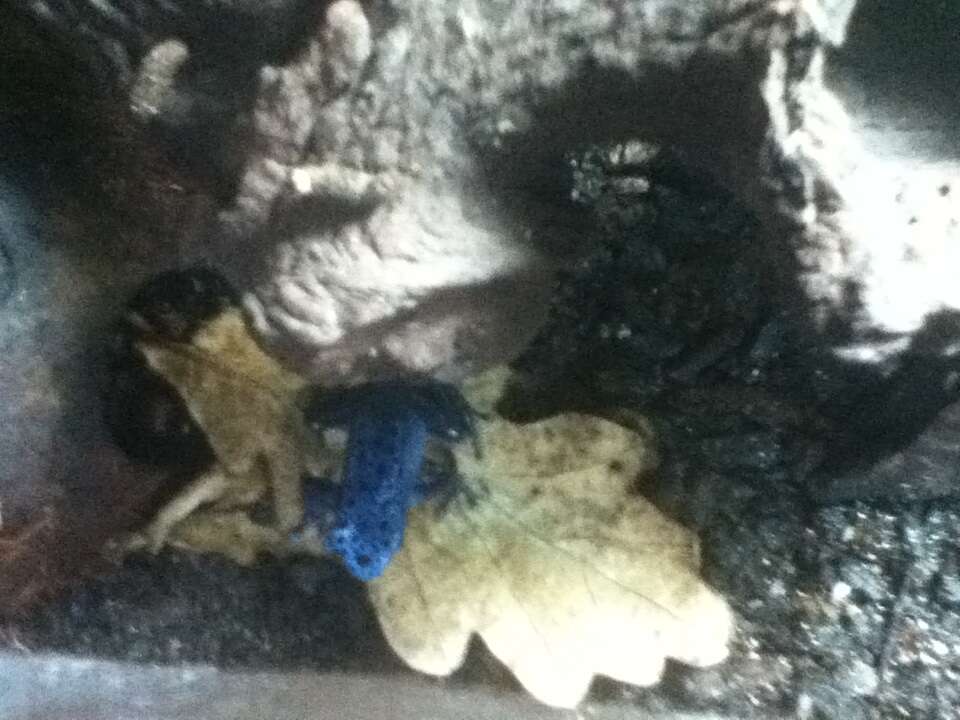 Image of Dendrobates azureus