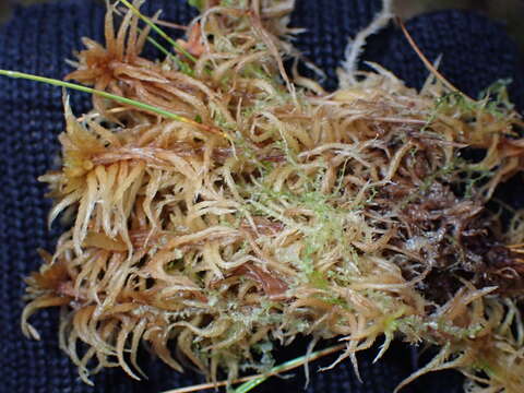 Sphagnum teres Ångström ex C. J. Hartman 1861的圖片