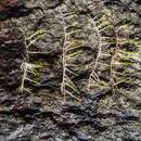 Image of Slender Water-Milfoil