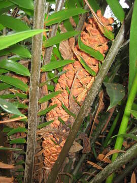 Image of Mombasa Cycad