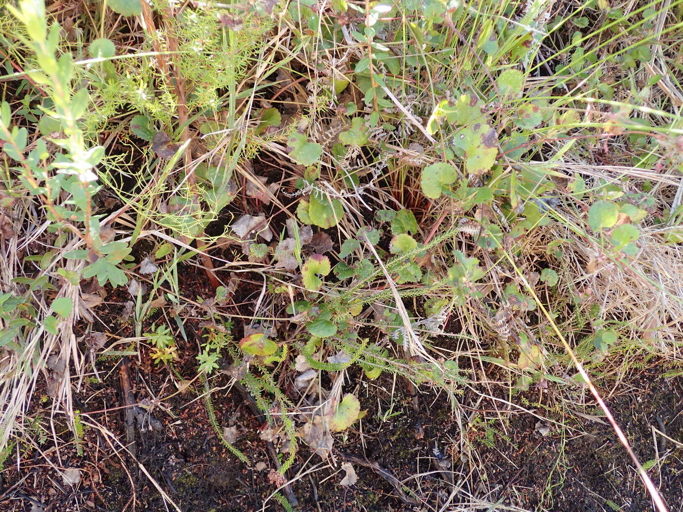 Image of Centella eriantha (Rich.) Drude