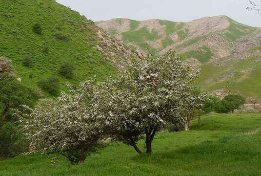 Plancia ëd Crataegus pseudoheterophylla subsp. turkestanica (Pojark.) K. I. Christensen