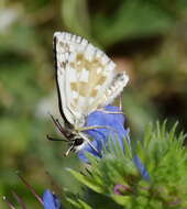 Image of Pyrgus cinarae Rambur 1838