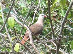 Image of Pink Pigeon