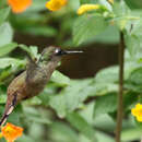 Image de Colibri à tête rose