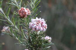 Image of Grevillea acerata Mc Gill.