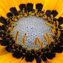 Image of Double Namaqua marigold