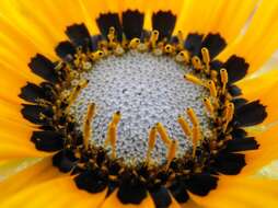 Image of Double Namaqua marigold