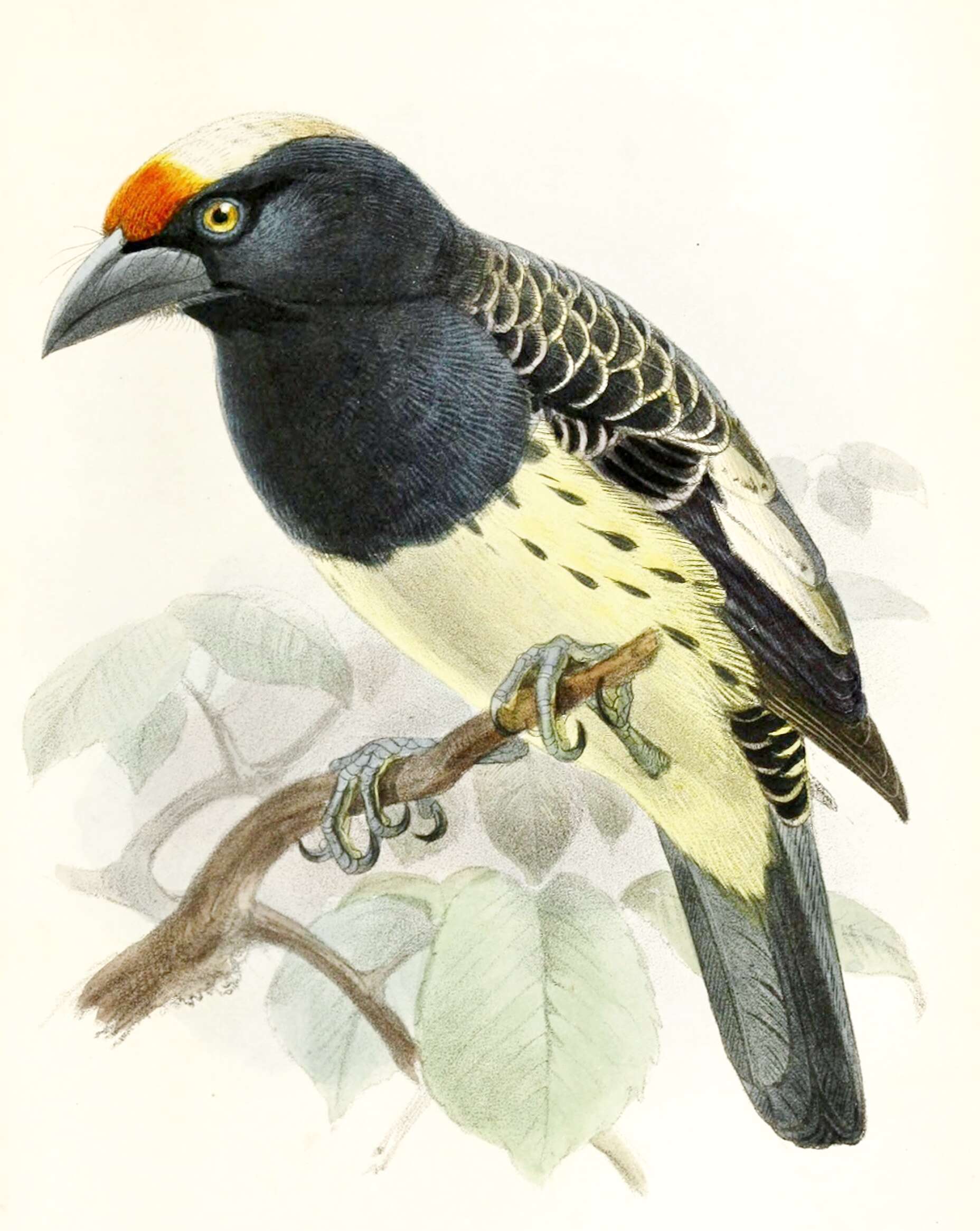 Image of New World barbets