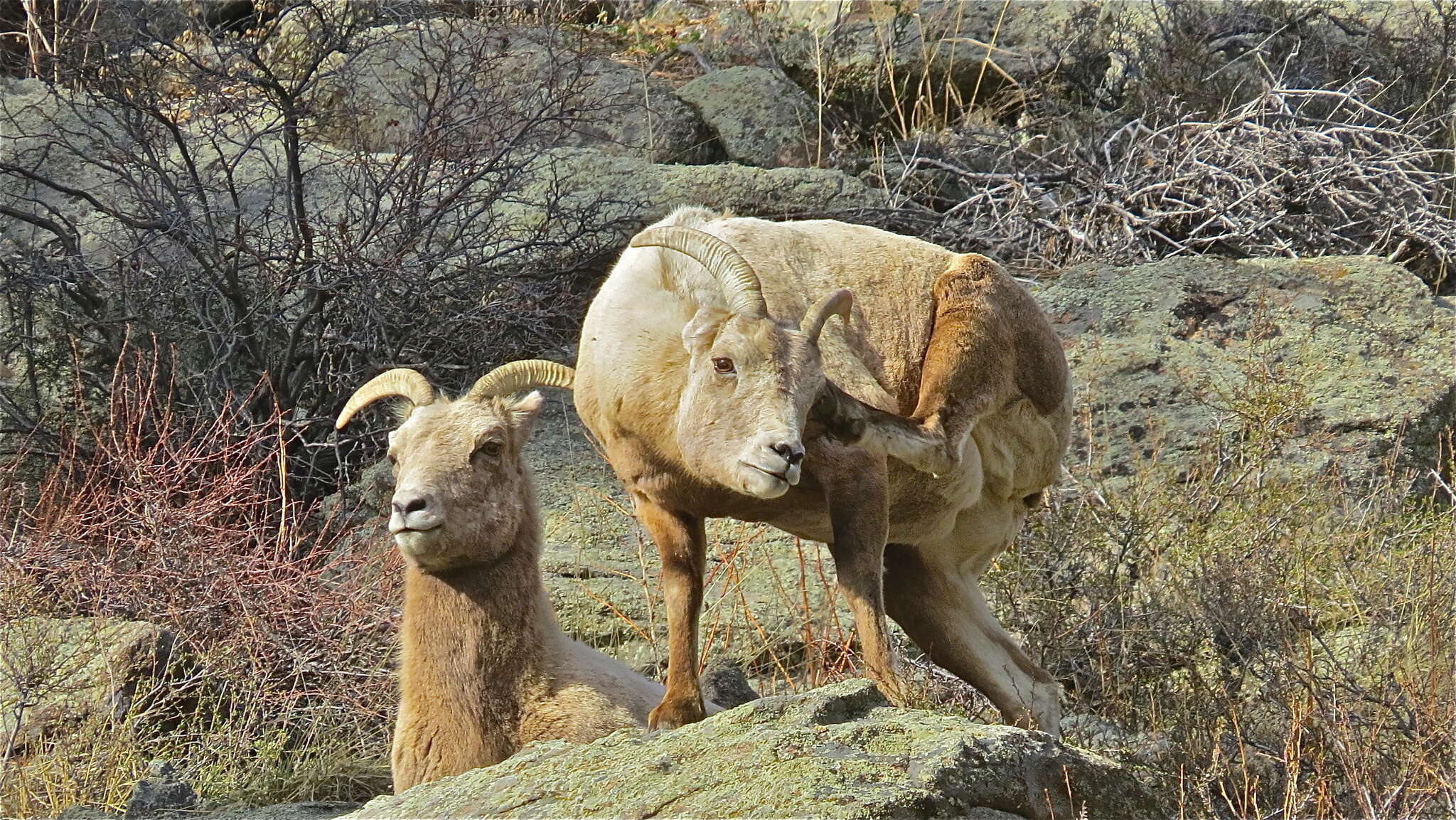 Image of Caprinae