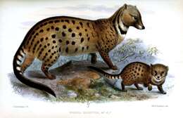 Image of Large-spotted Civet