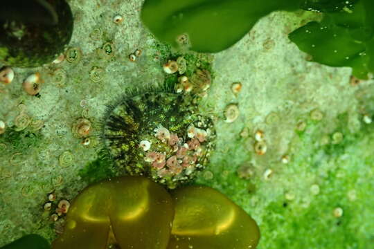 Image of rayed limpet