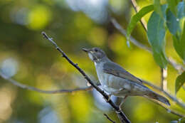 Imagem de Turdus subalaris (Seebohm 1887)