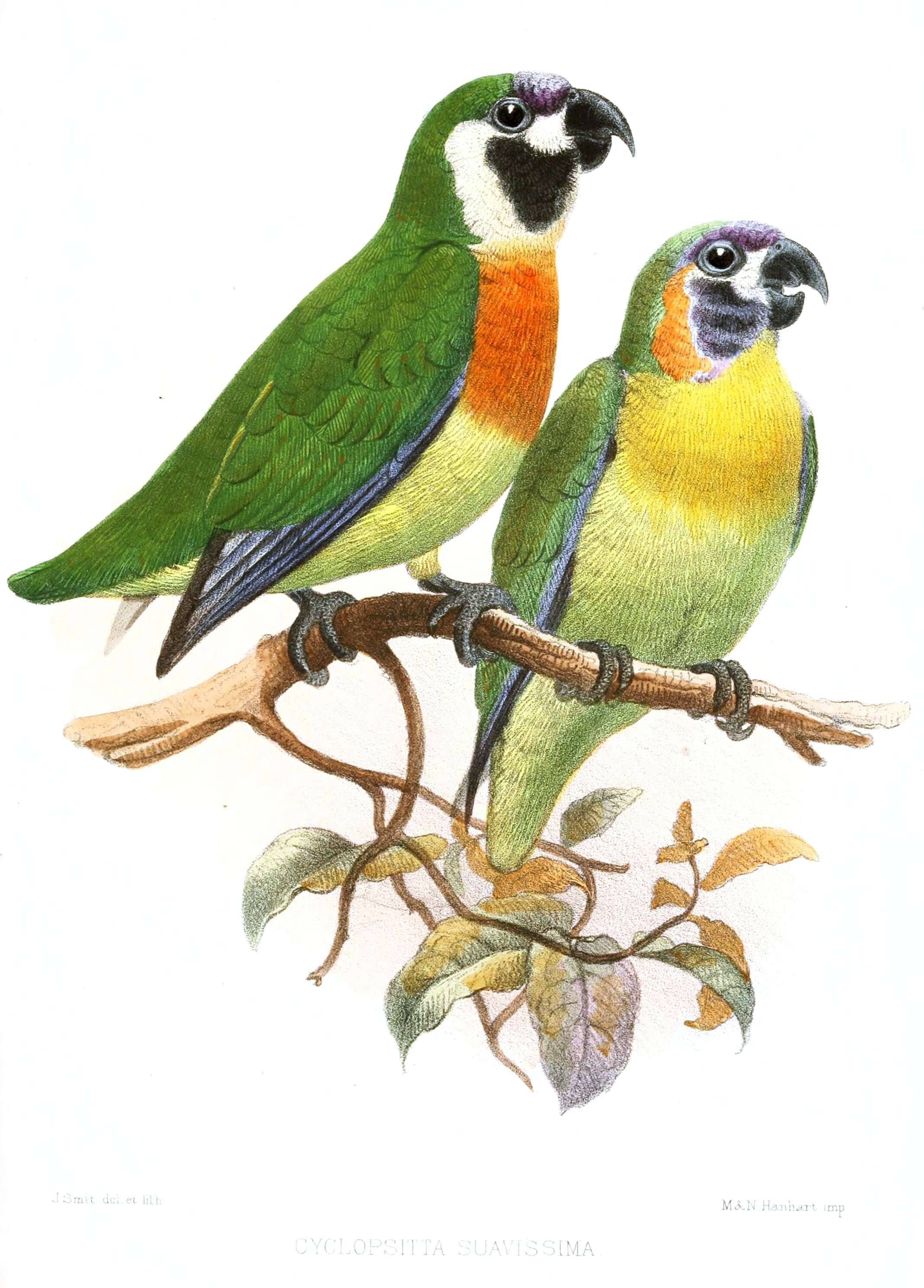 Image of Blue-fronted Fig-parrot