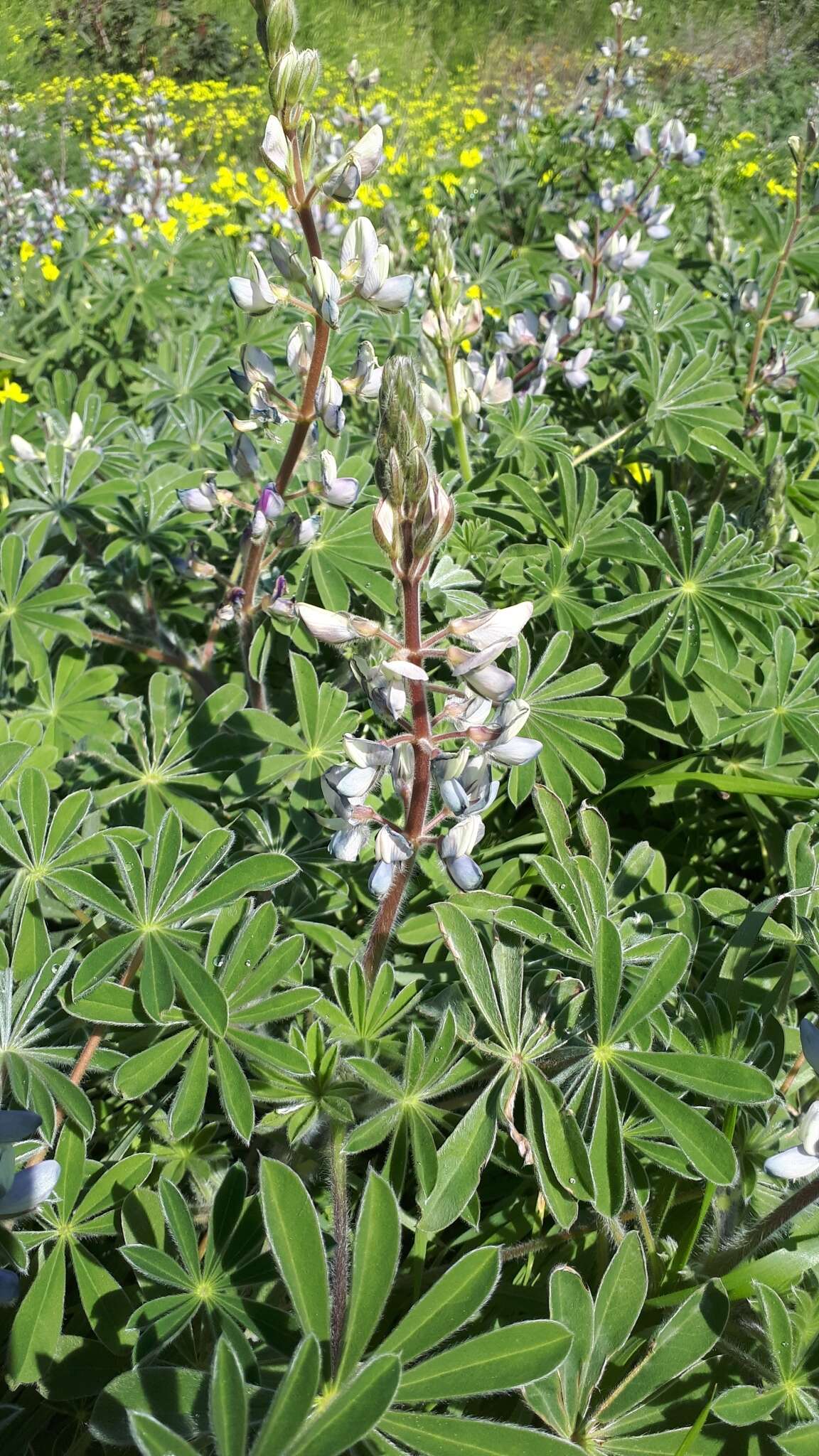 Image of Lupinus palaestinus Boiss.