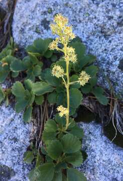 Image of strawberry saxifrage