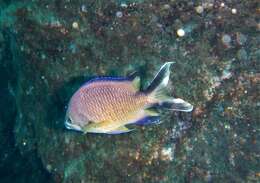 Image of Azores Chromis