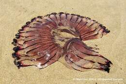 Image of sea nettle