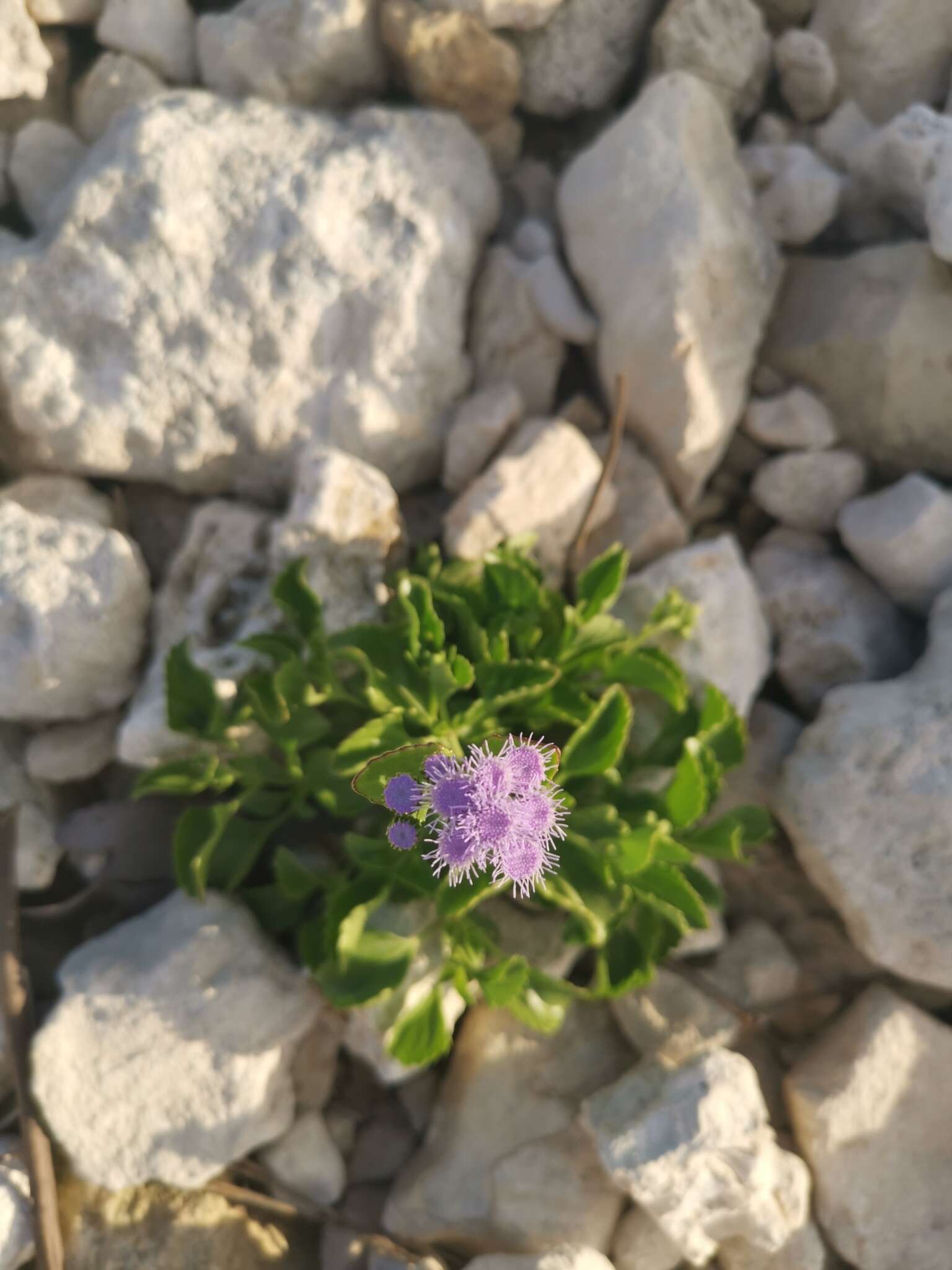 Imagem de Ageratum maritimum Kunth