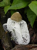Image of Bridal veil stinkhorn