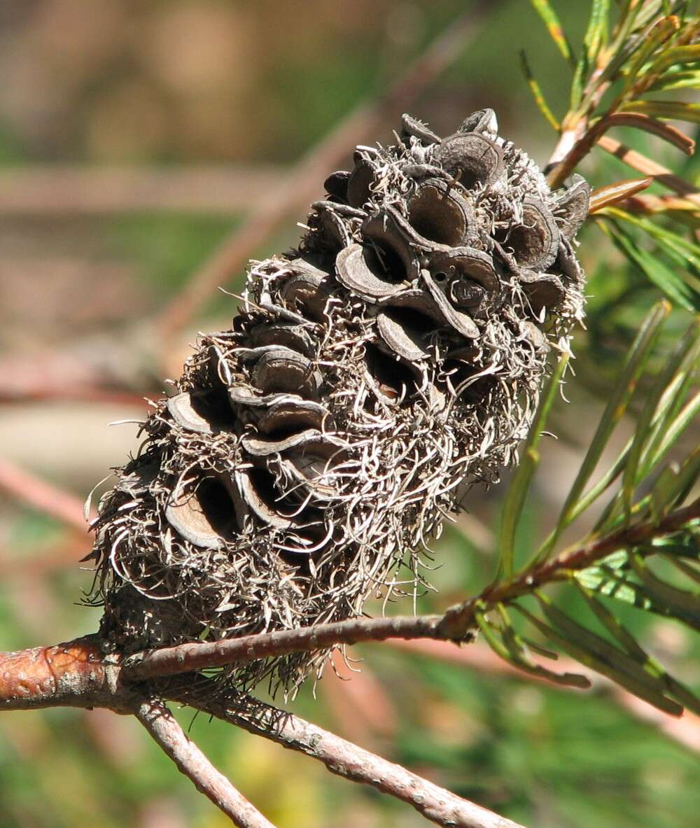 Image of silver banksia