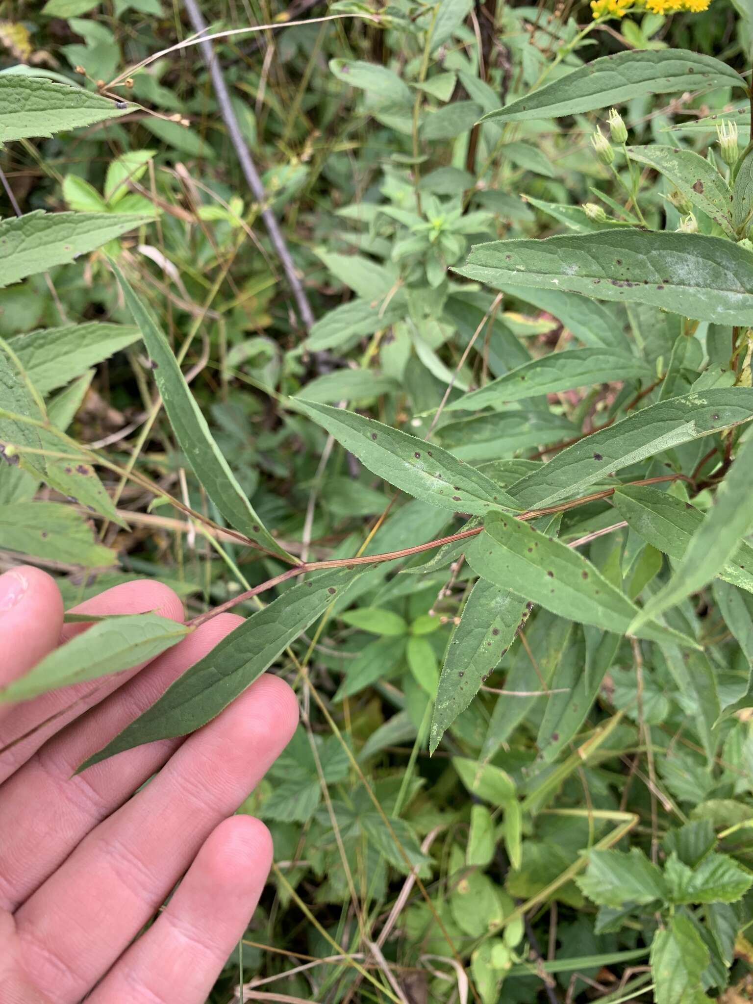 Image of <i>Doellingeria <i>umbellata</i></i> var. umbellata