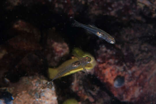 Image of Glass goby