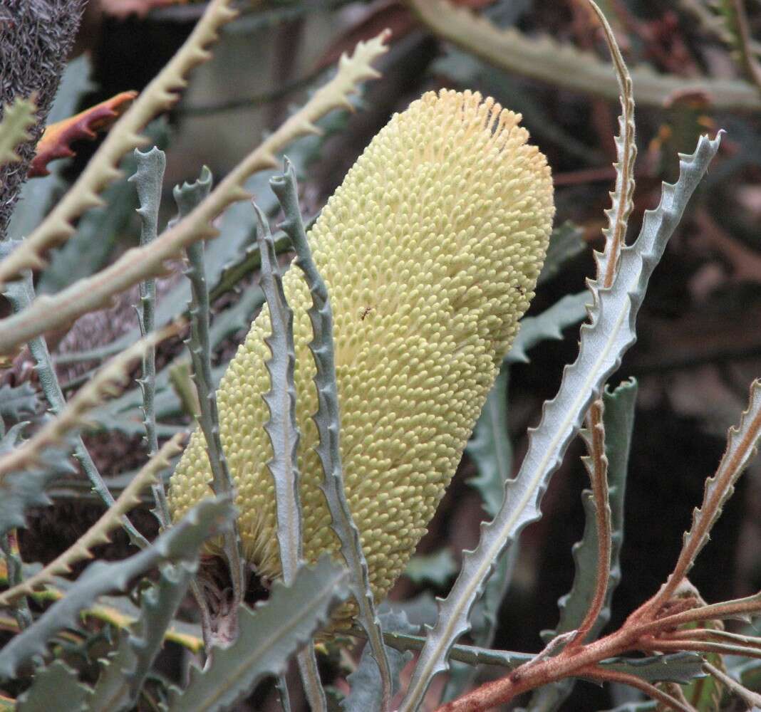 صورة Banksia