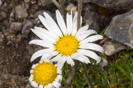 Слика од Leucanthemopsis