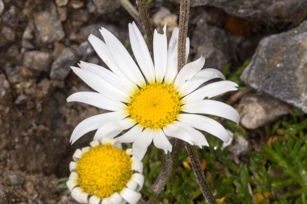 Image of Leucanthemopsis