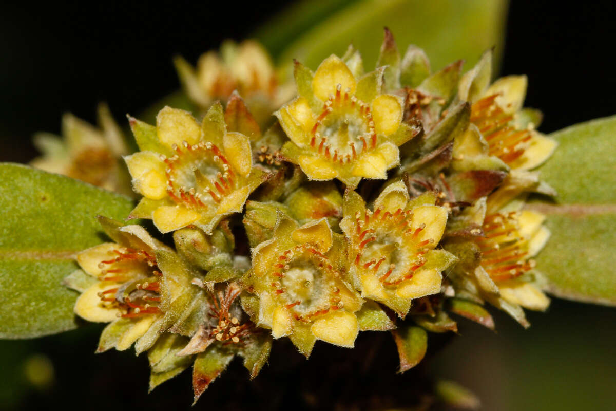Imagem de Cloezia artensis (Montrouz.) P. S. Green