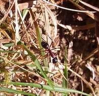 Слика од Camponotus ligniperdus (Latreille 1802)