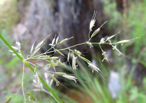 صورة Trisetum sibiricum Rupr.