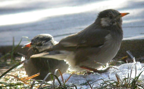 Image of White-cheeked Starling