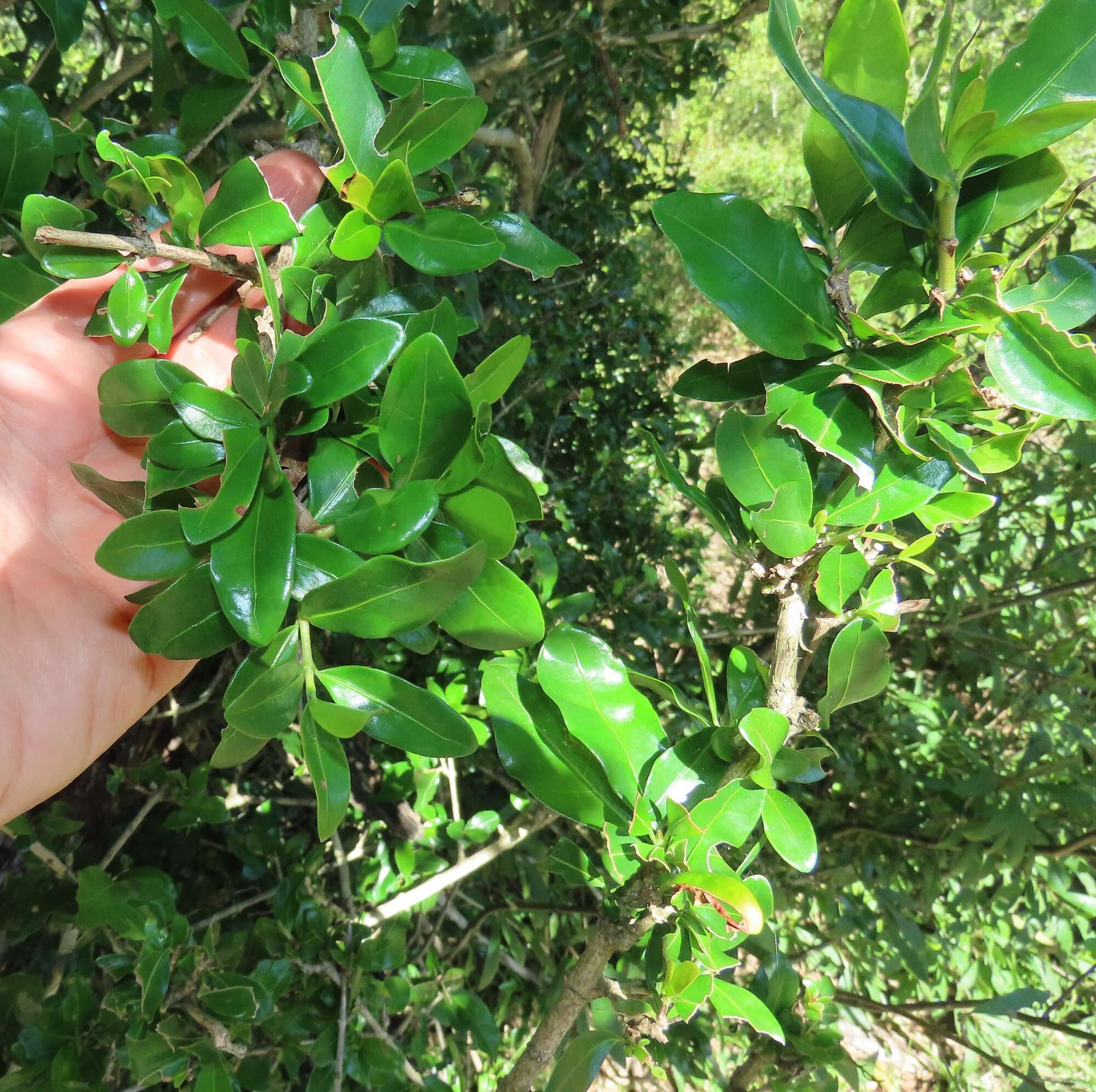 Image of Inhambane coffee