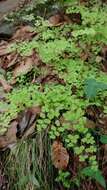 Adiantum poiretii Wikstr.的圖片