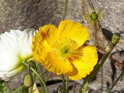 Image of Iceland Poppy