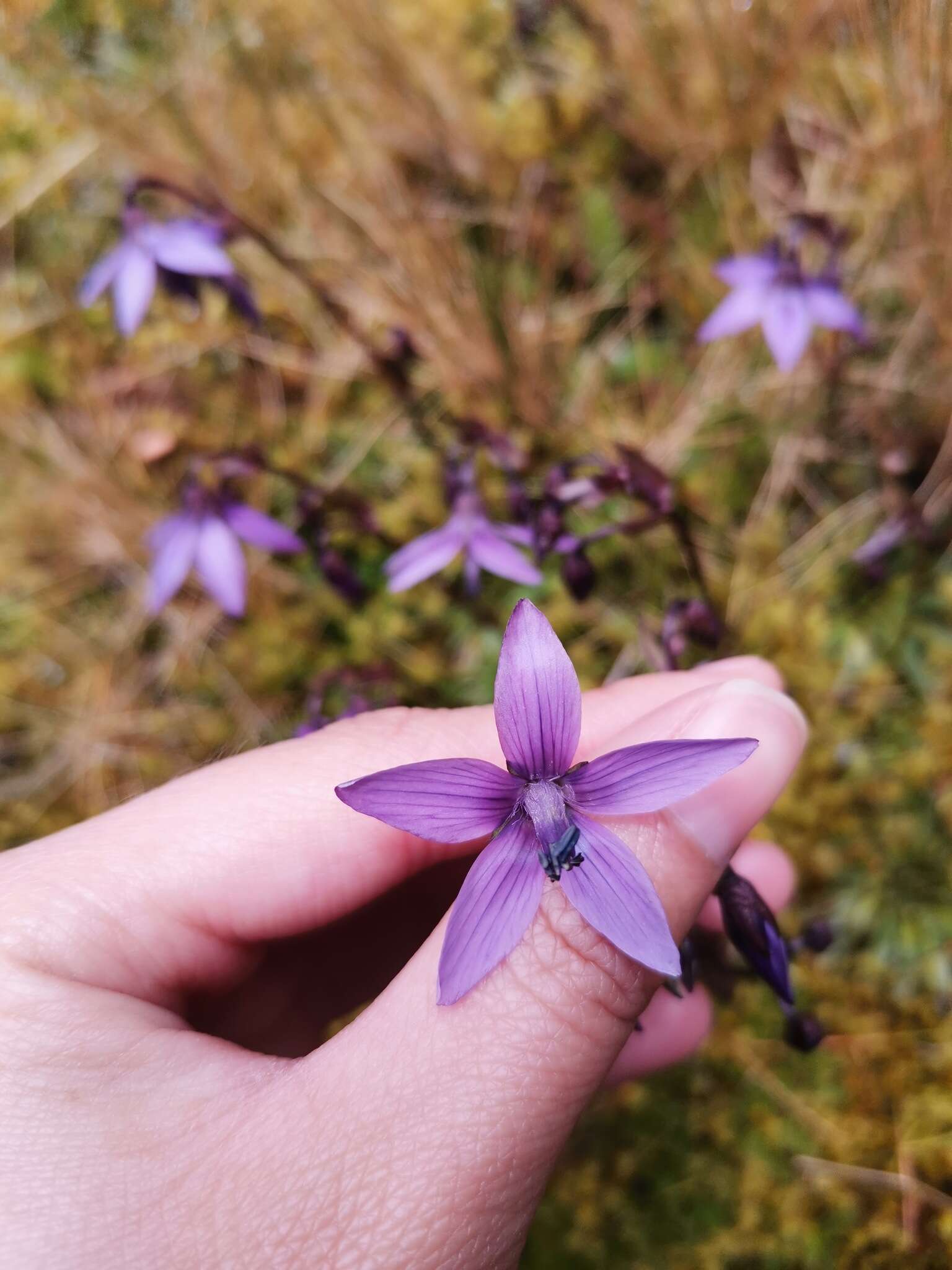 Image of Gentianella rapunculoides (Willd. ex Schultes) J. S. Pringle