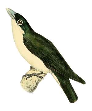 Image of Leptopterus Bonaparte 1854