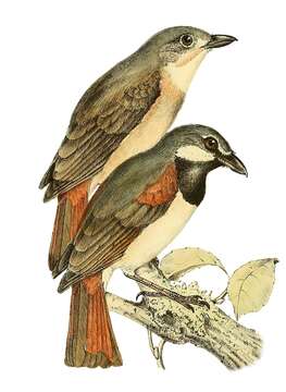 Image de Calicalicus Bonaparte 1854