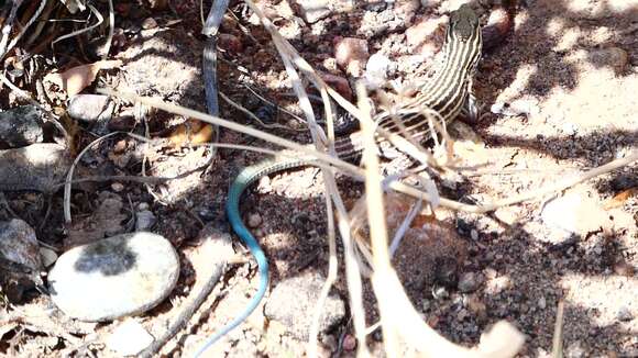 Image of New Mexico whiptail