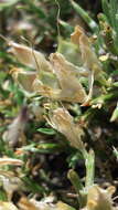 Image of Genista rigidissima