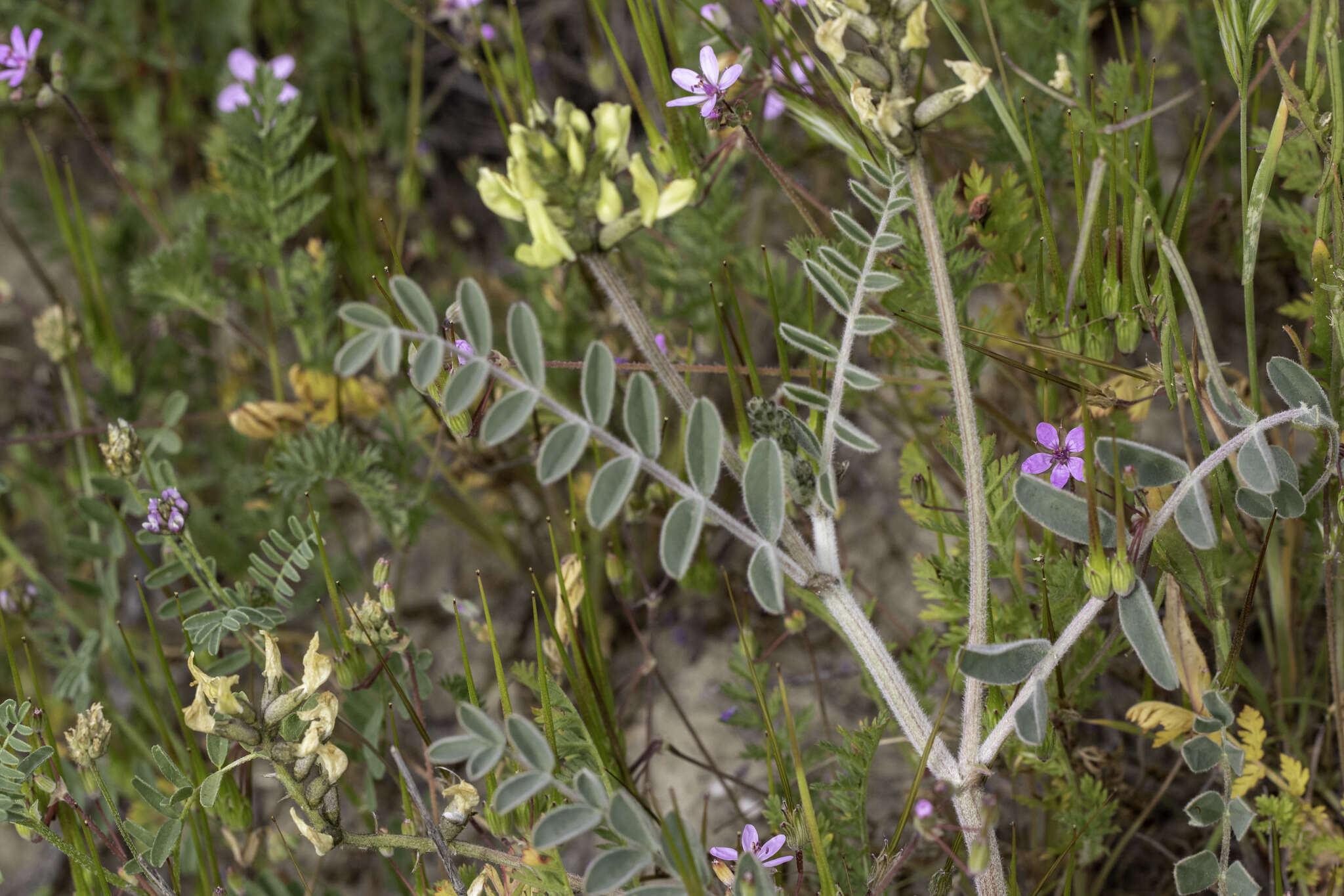 Astragalus lentiginosus var. nigricalycis M. E. Jones的圖片