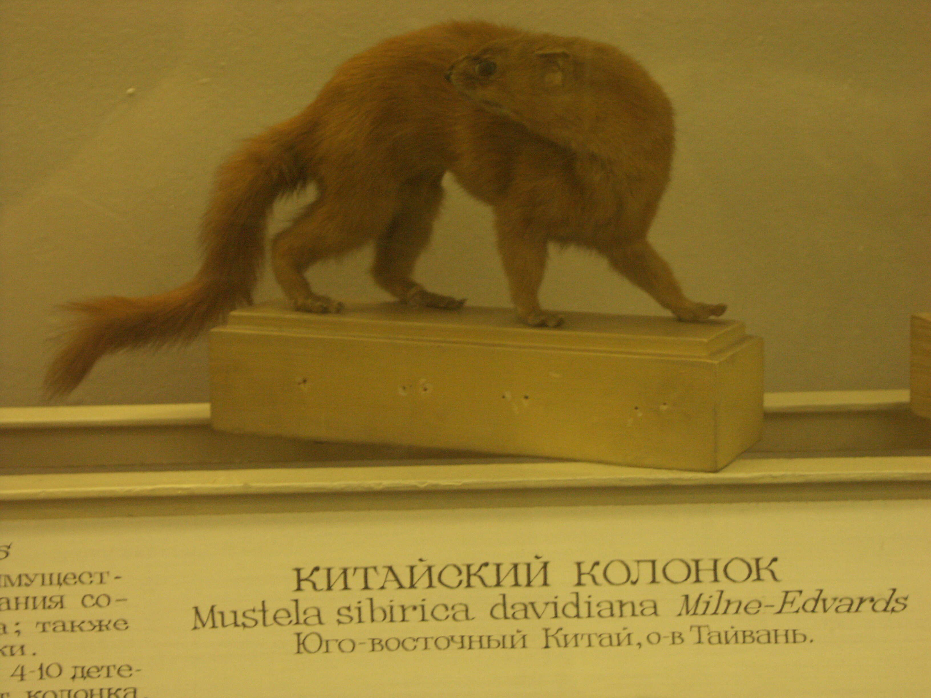 Image of Siberian Weasel