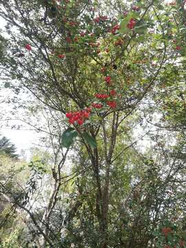 Image of Crataegus lindenii Stapf