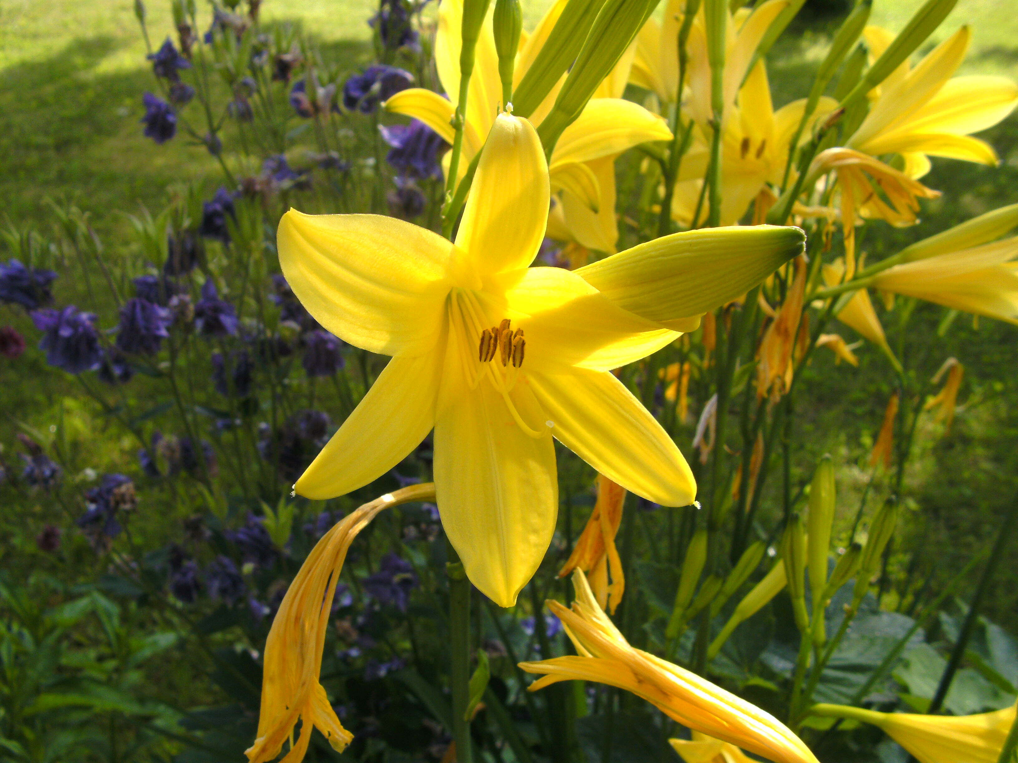 Image of lemon day-lily