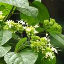 Clerodendrum canescens Wall. ex Walp. resmi