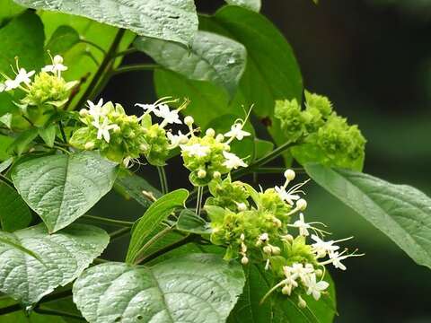 Image de Clerodendrum canescens Wall. ex Walp.